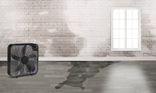 Best Flood restoration services  in Dover Plains, NY
